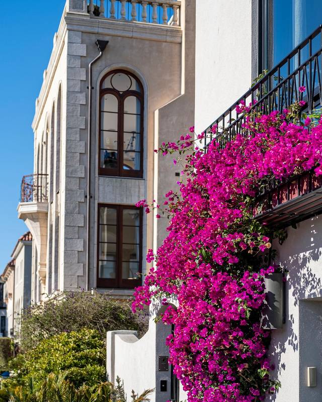 Fachada de edificio cubierta de buganvillas