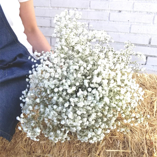 Precio ramo de novia de paniculata Clearance