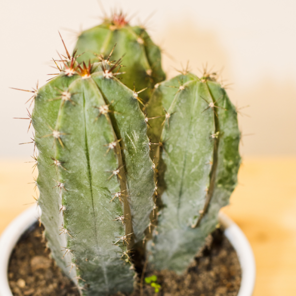 Caras de Cactus