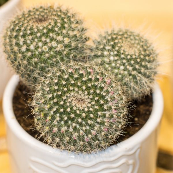 Caras de Cactus